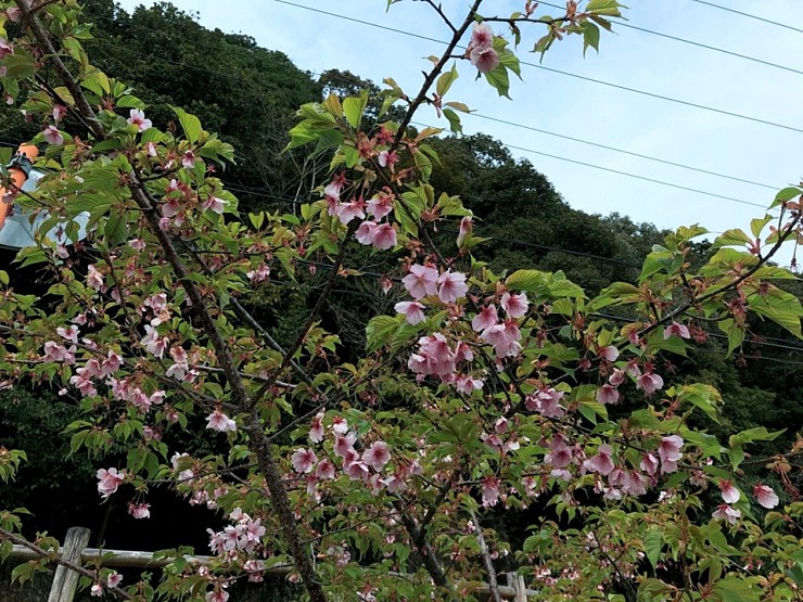 139e4ce4b71ba7d9c4ea0499043af10a_1584325780_1306.jpg 139e4ce4b71ba7d9c4ea0499043af10a_1584325780_1306.jpg