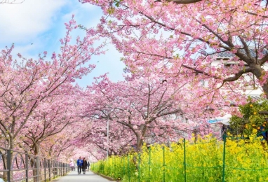(설연휴) 일찍 만나는 봄날 이즈반도, 후지산 풍경 4일