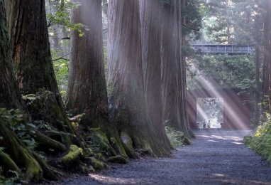 나가노의 눈부신 초록숲으로 4일, 5일