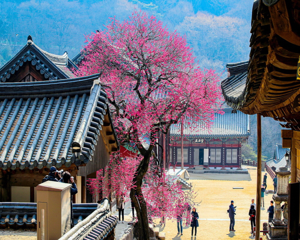 붉은 홍매화와 노란 산수유, 구례에서 만나는 봄꽃여행 2일