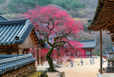 붉은 홍매화와 노란 산수유, 구례에서 만나는 봄꽃여행 2일