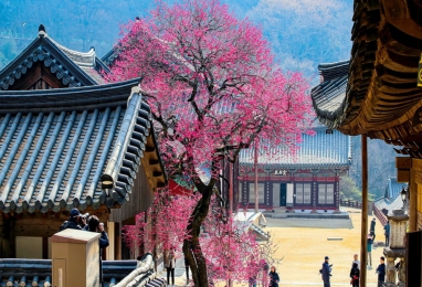 붉은 홍매화와 노란 산수유, 구례에서 만나는 봄꽃여행 2일