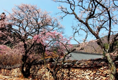 봄의 정취를 만끽하는 남도 삼백리길! 순천& 여수 여행