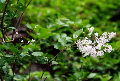 사유원(思惟園) 모과&정향 꽃 축제에 초대합니다!