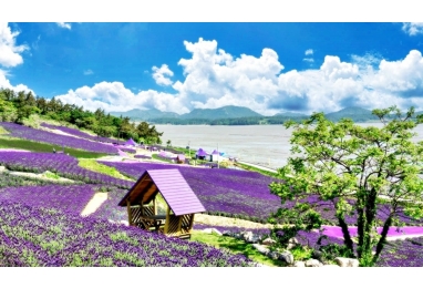 바다 위에 수놓은 보랏빛 세상~ 신안 퍼플섬 3일