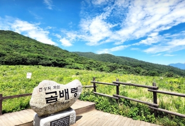 천상의 화원 곰배령 - 자작나무숲 2일